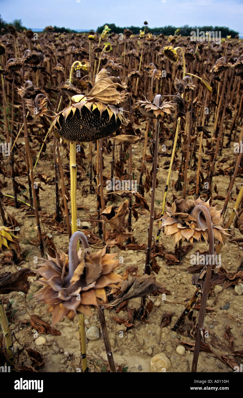 Dead field of sunflower crop ready for harvesting for seeds France