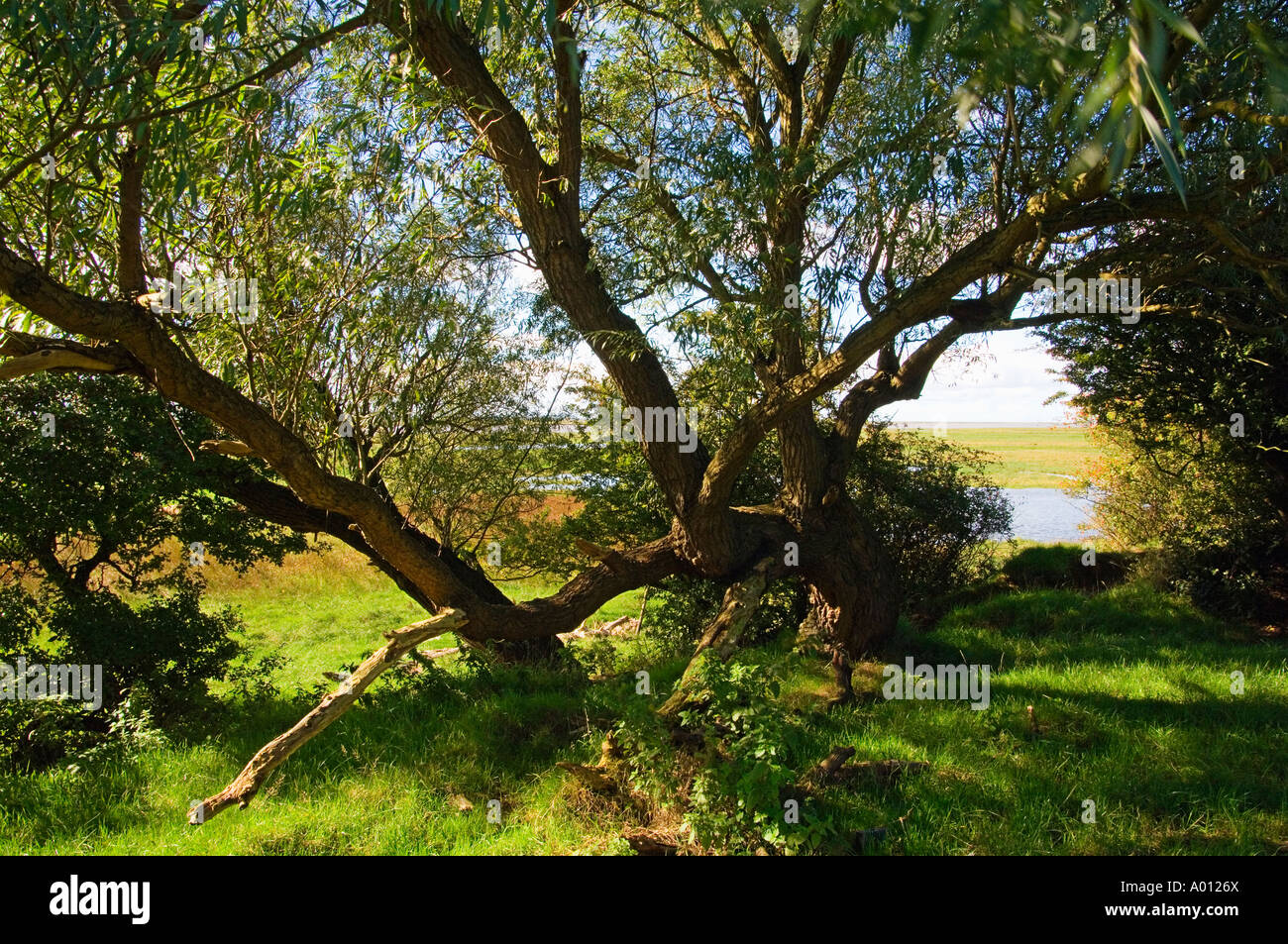 Willow tree beside the Ribble estuary near Warton Lancashire Stock Photo