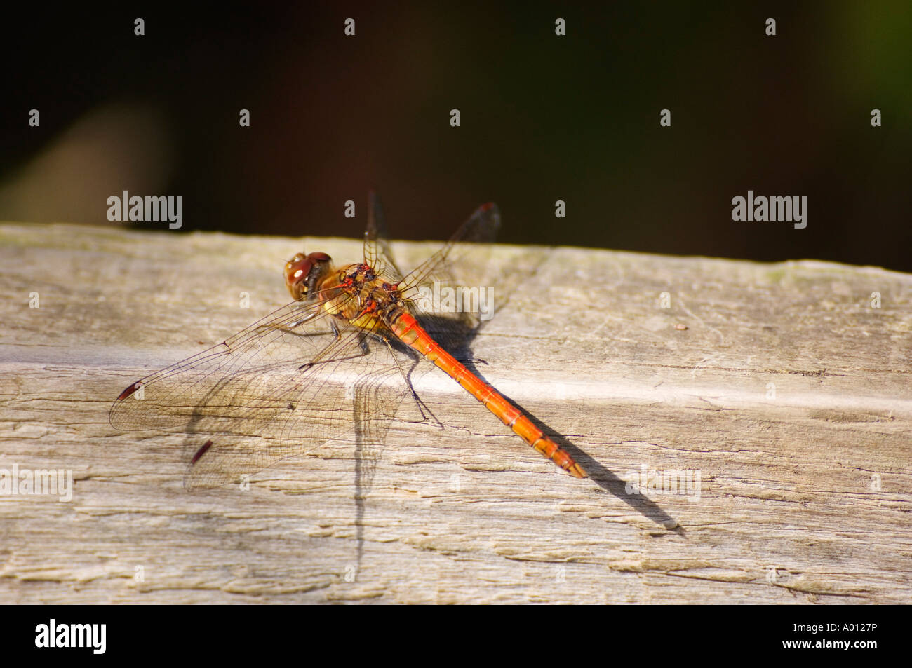 Male Common Darter dragonfly Sympetrum striolatum on fence near Warton Lancashire Stock Photo