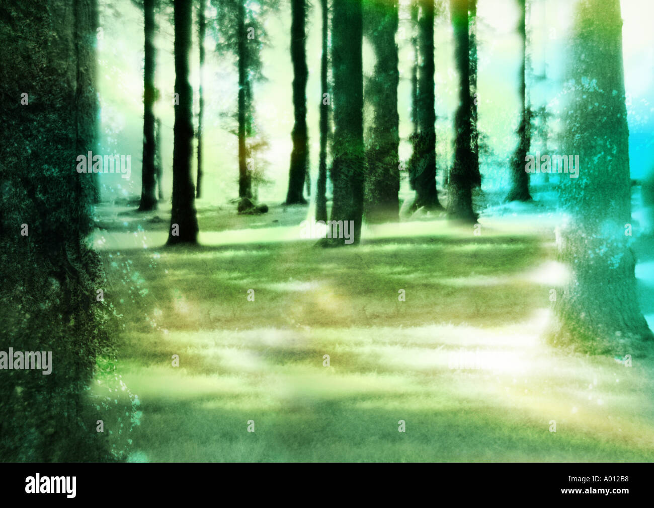 Magical forest hi-res stock photography and images - Alamy