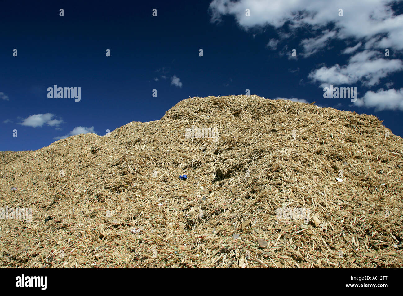Wood chips used for power plant fuel Stock Photo Alamy