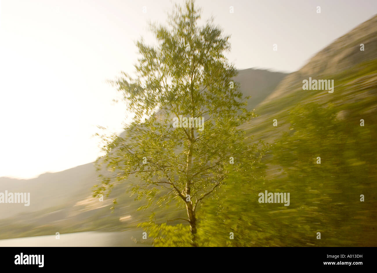 Warped spring birch Stock Photo