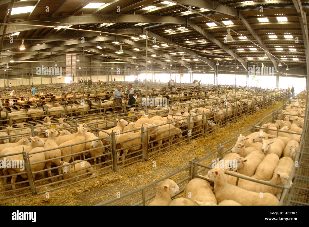 sheep being sold at Exeter market Stock Photo - Alamy