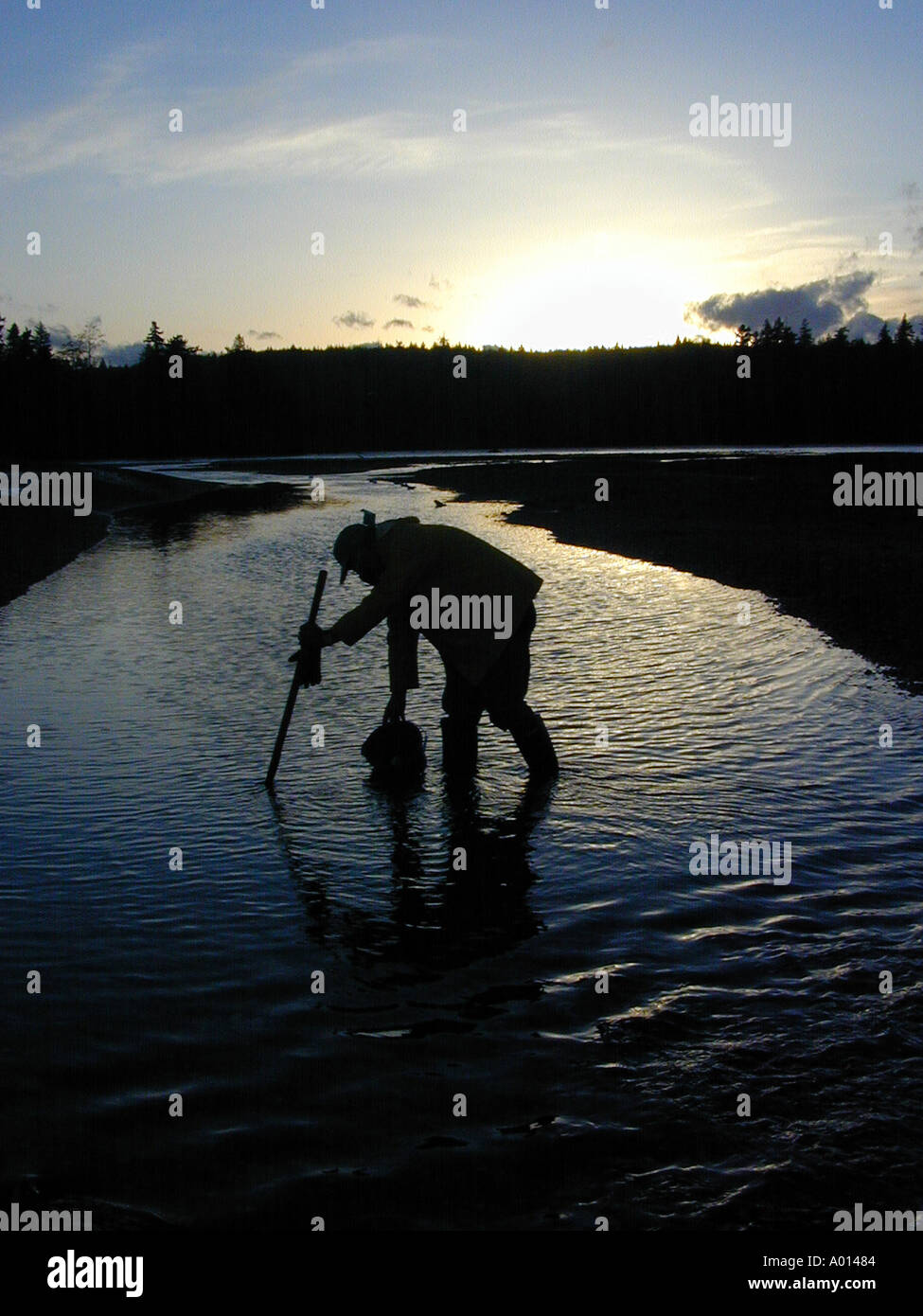 Clam digging washington hires stock photography and images Alamy