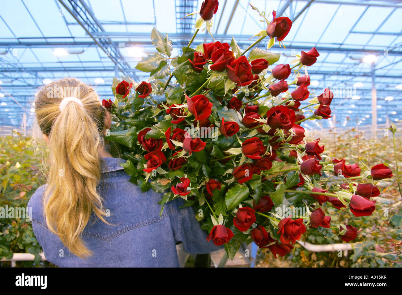 Greenhouse growing roses Stock Photo Alamy