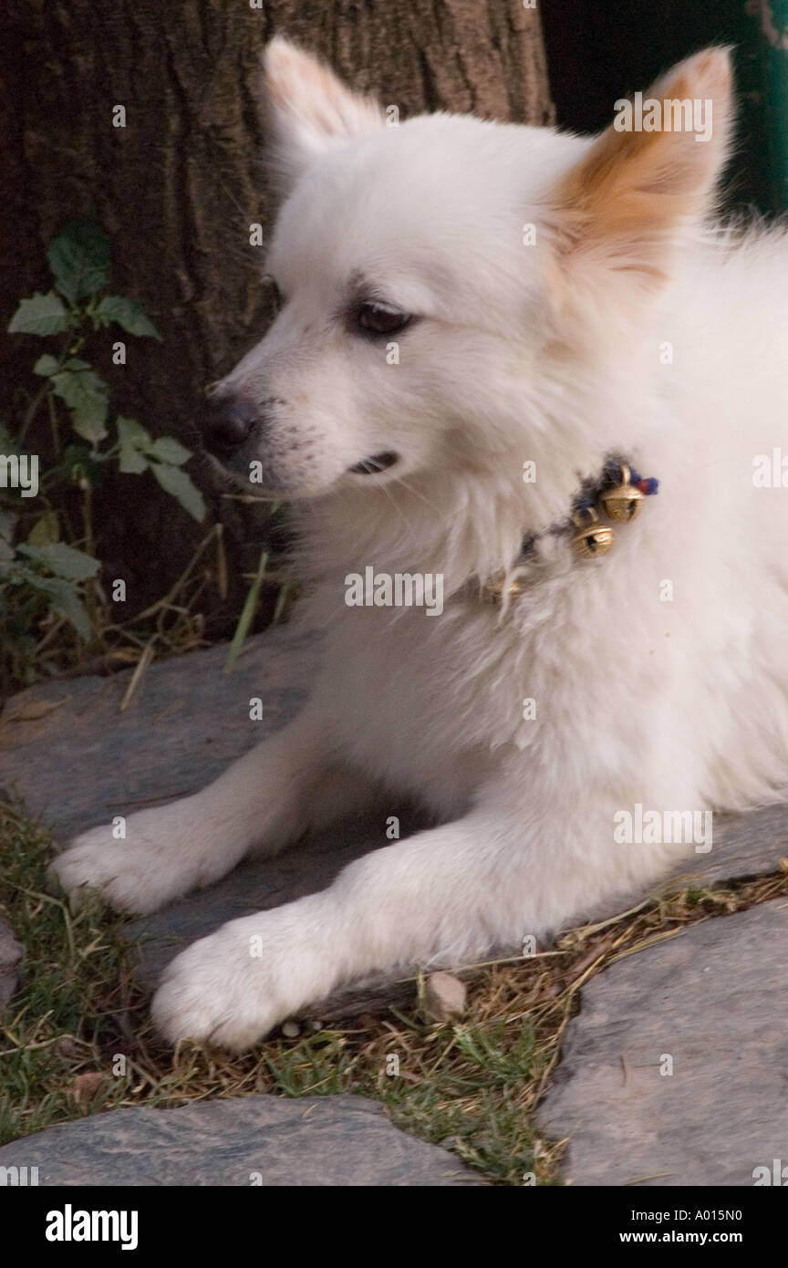 White Dog Tibetan Lhasa Apso lying on stone ground outdoors, wearing a decorative collar with bells near a tree trunk. Stock Photo