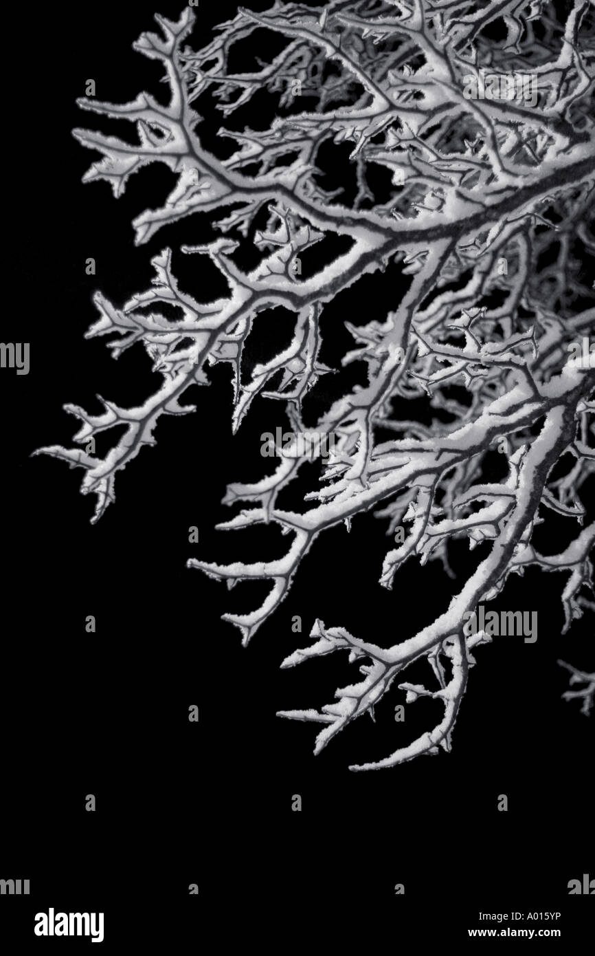 Branches covered in snow on a black background Stock Photo