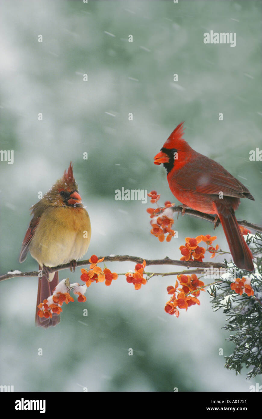 Cardinal couple - male and female birds on native bittersweet vine in snowfall, Midwest USA Stock Photo