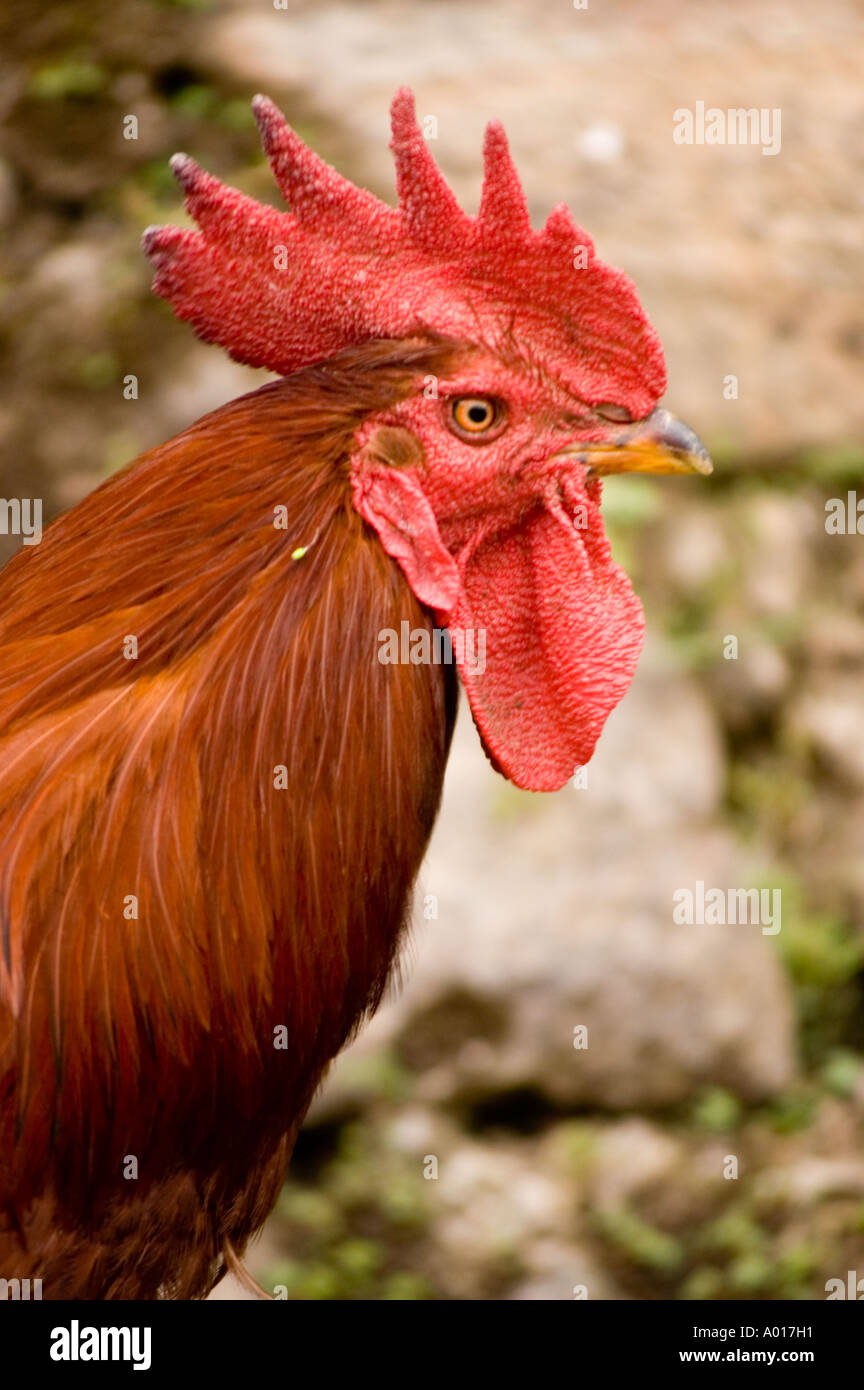 Head close up of big cock India Stock Photo - Alamy