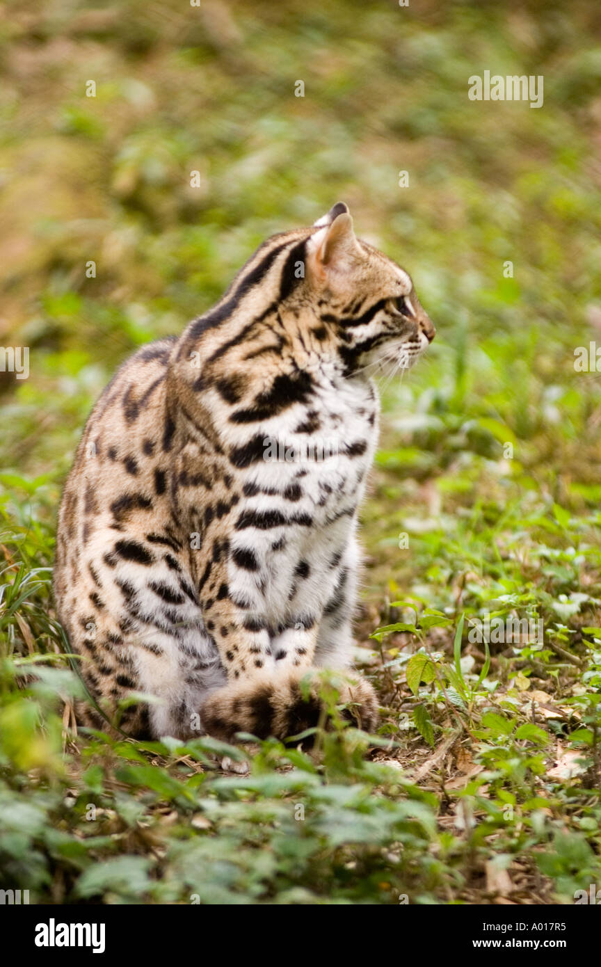 Sitting Indian Leopard Cat Felis benghalensis Stock Photo 5626548 Alamy