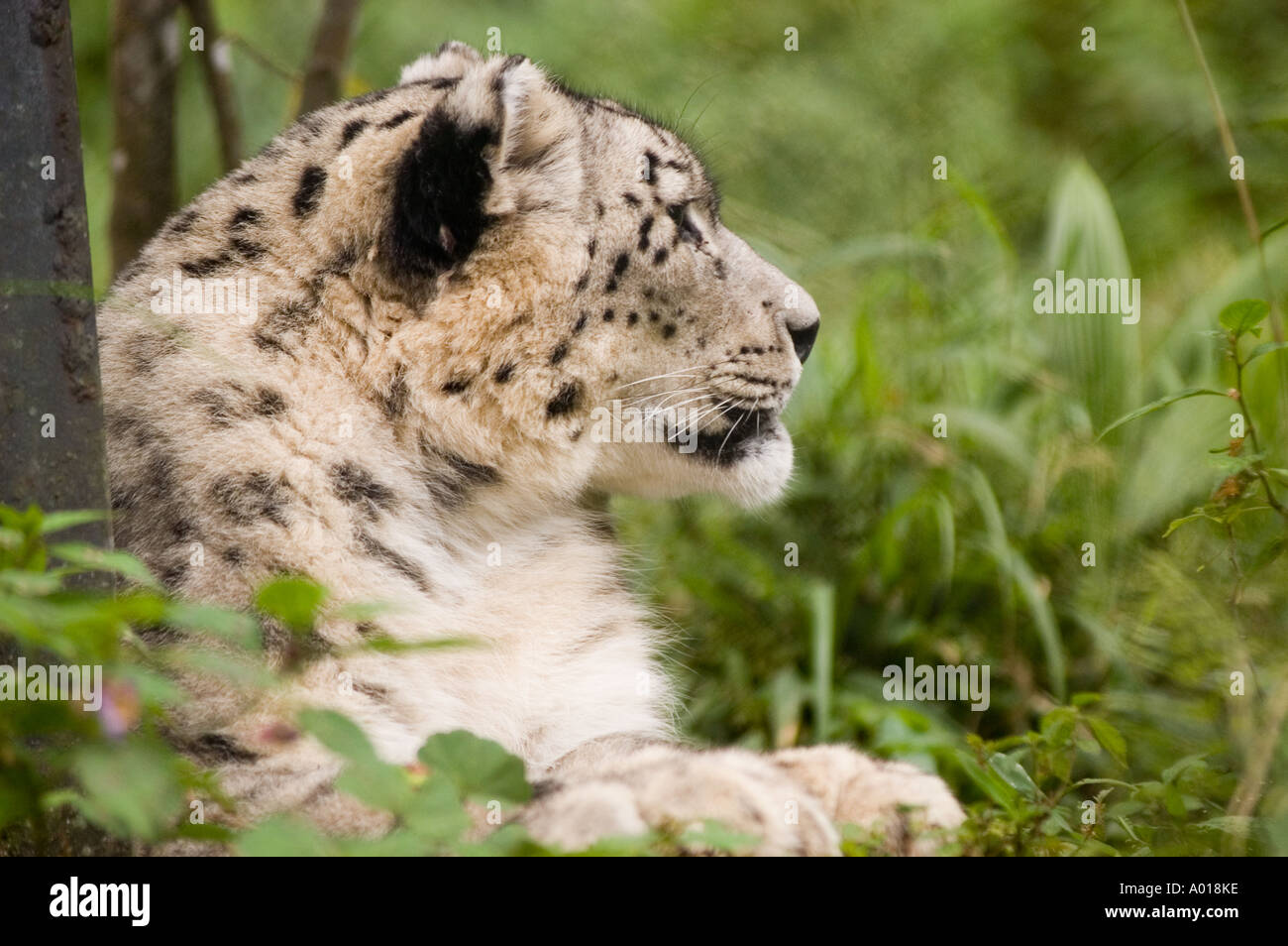 Snow Leopard Panthera Unica  Stock Photo