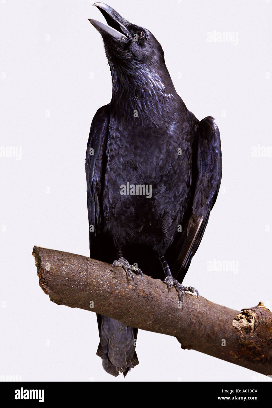 Raven on plain background Stock Photo