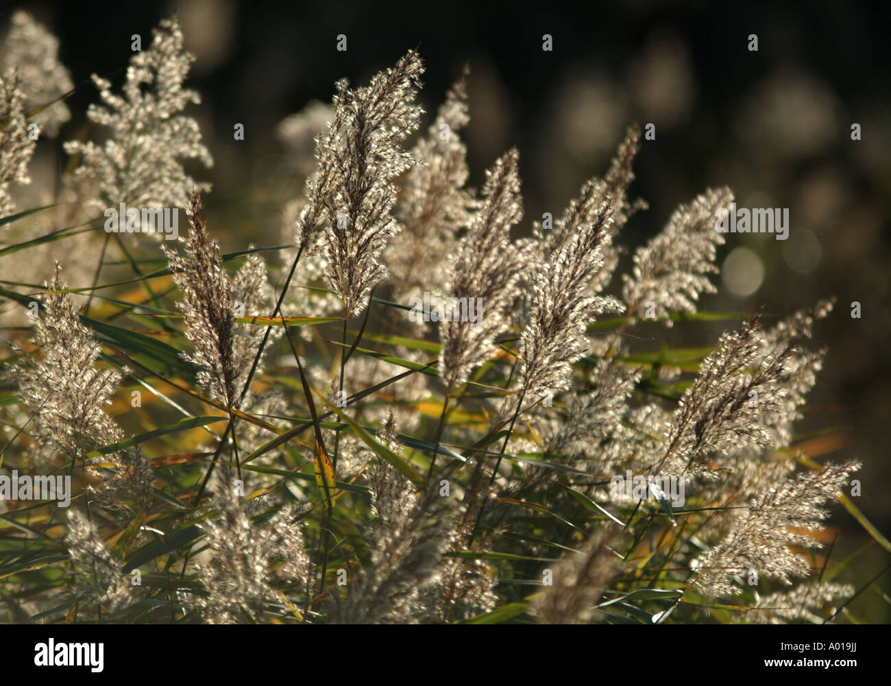 Back lit seed heads of reeds in wetland, UK Stock Photo Alamy
