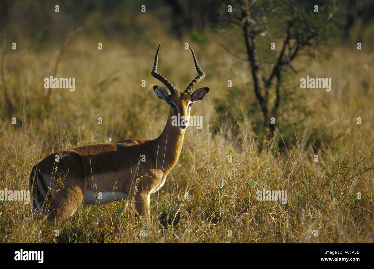 Impala Hwange Game Reserve Zimbabwe Africa Stock Photo Alamy