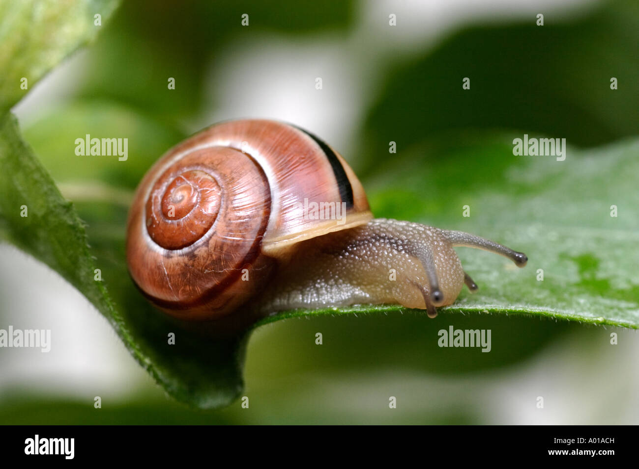 White-lipped Snail on leaf (Cepaea hortensis) Stock Photo