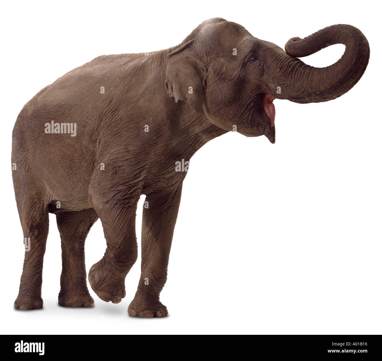 Elephant white background hires stock photography and images Alamy