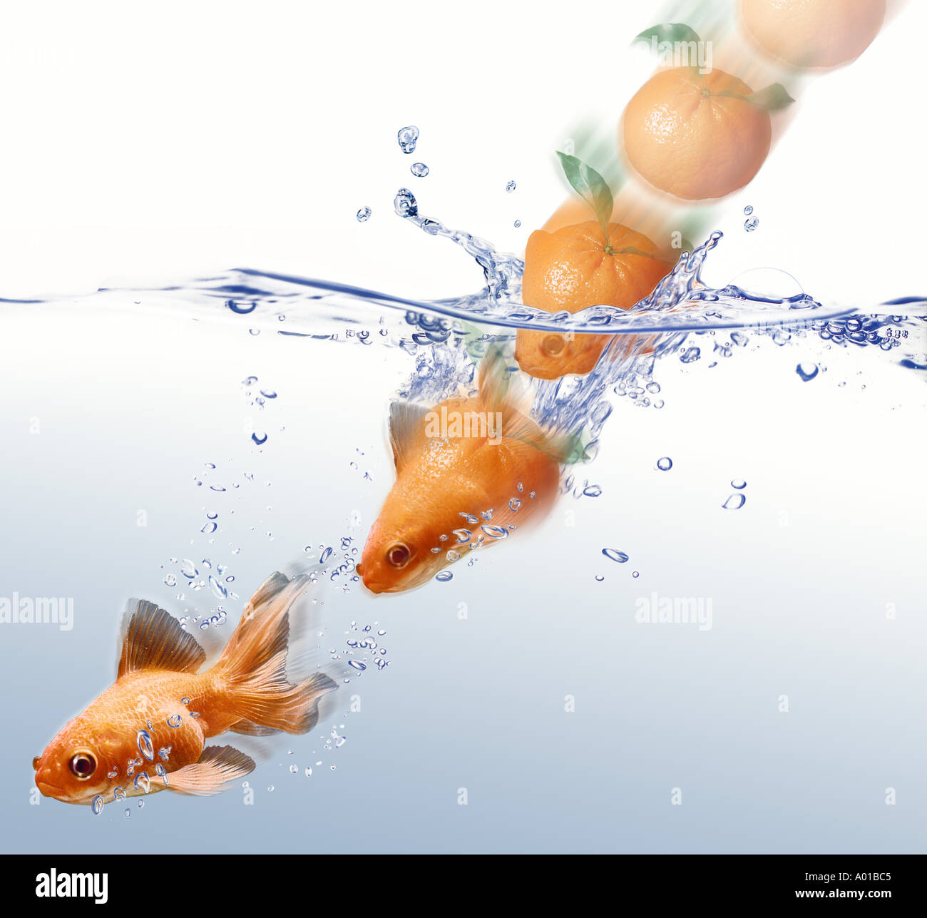 mandarine splashing and transforming into a goldfish Stock Photo