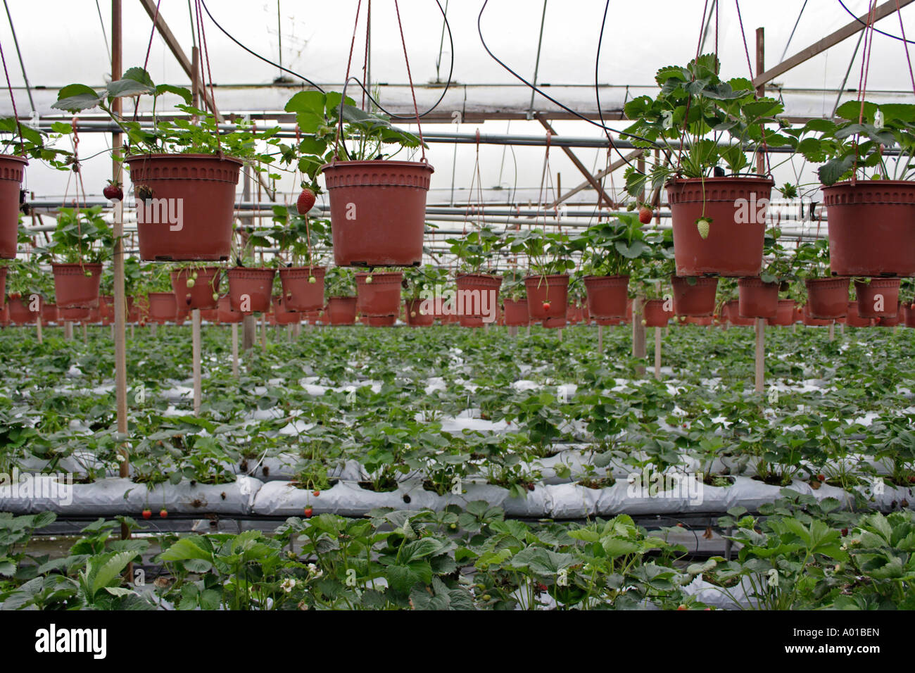Organic strawberry farm at Cameron Highland in Malaysia Stock Photo - Alamy
