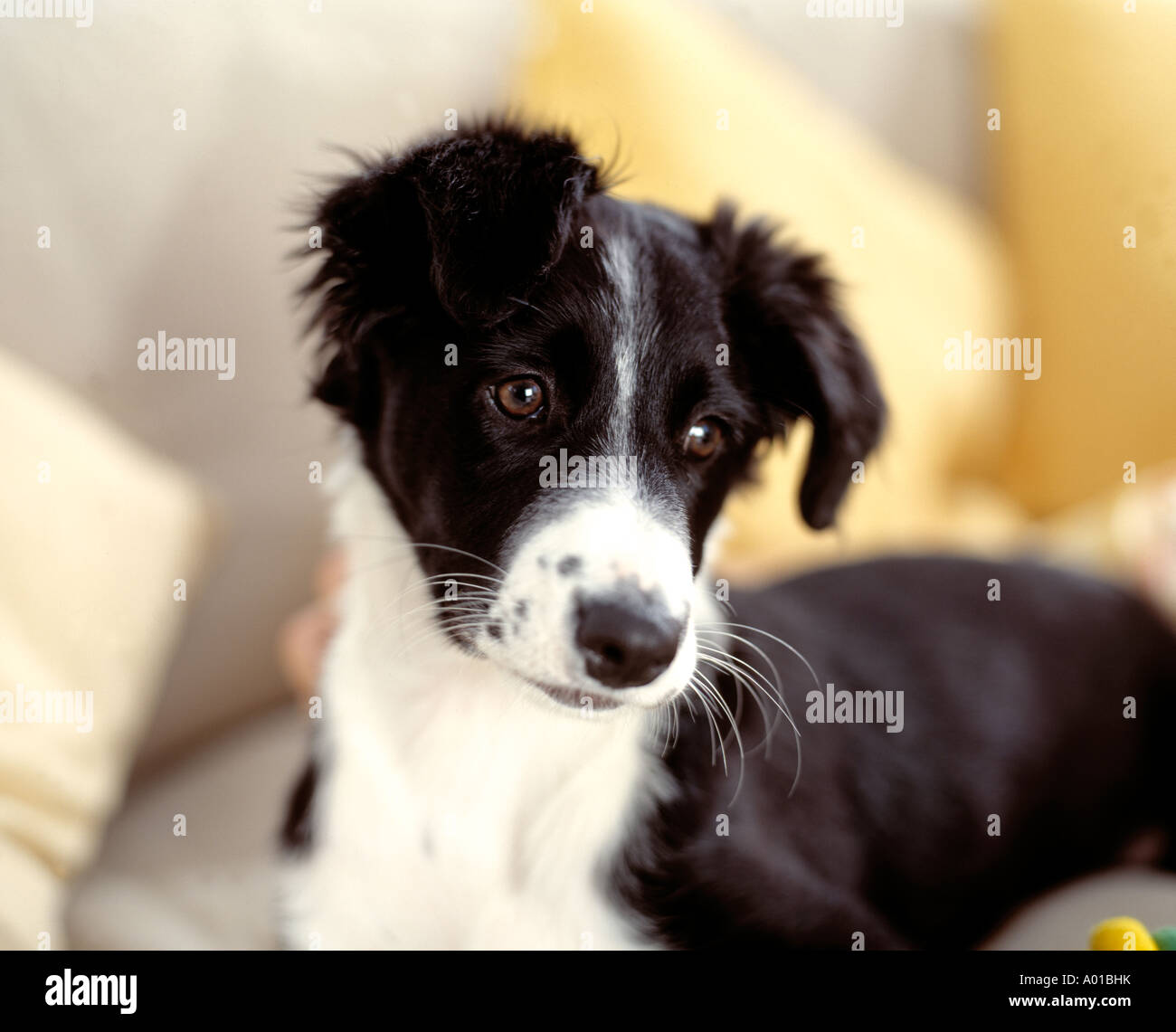 Border Collie Puppy Stock Photo