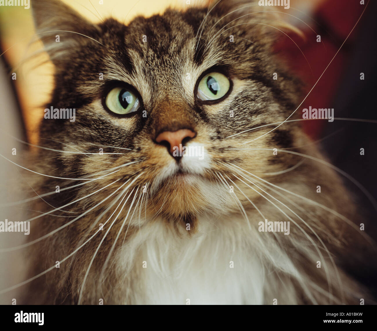 Long haired silver tabby cat hi-res stock photography and images - Alamy