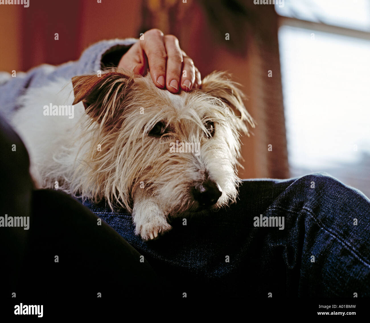 Wire Haired Terrier sitting on owners lap Stock Photo