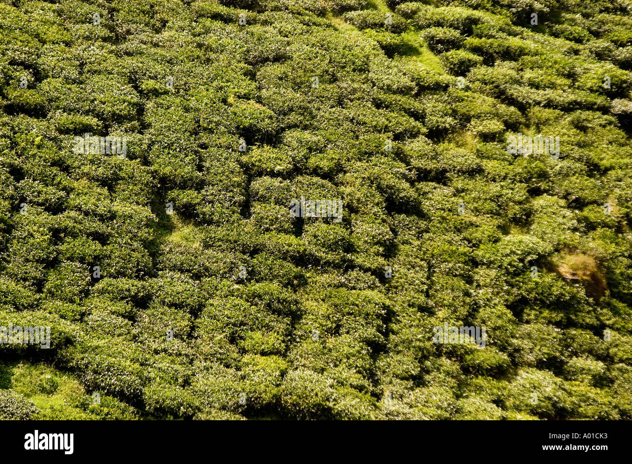 Tea estate in Darjeeling West Bengal India Asia Stock Photo - Alamy