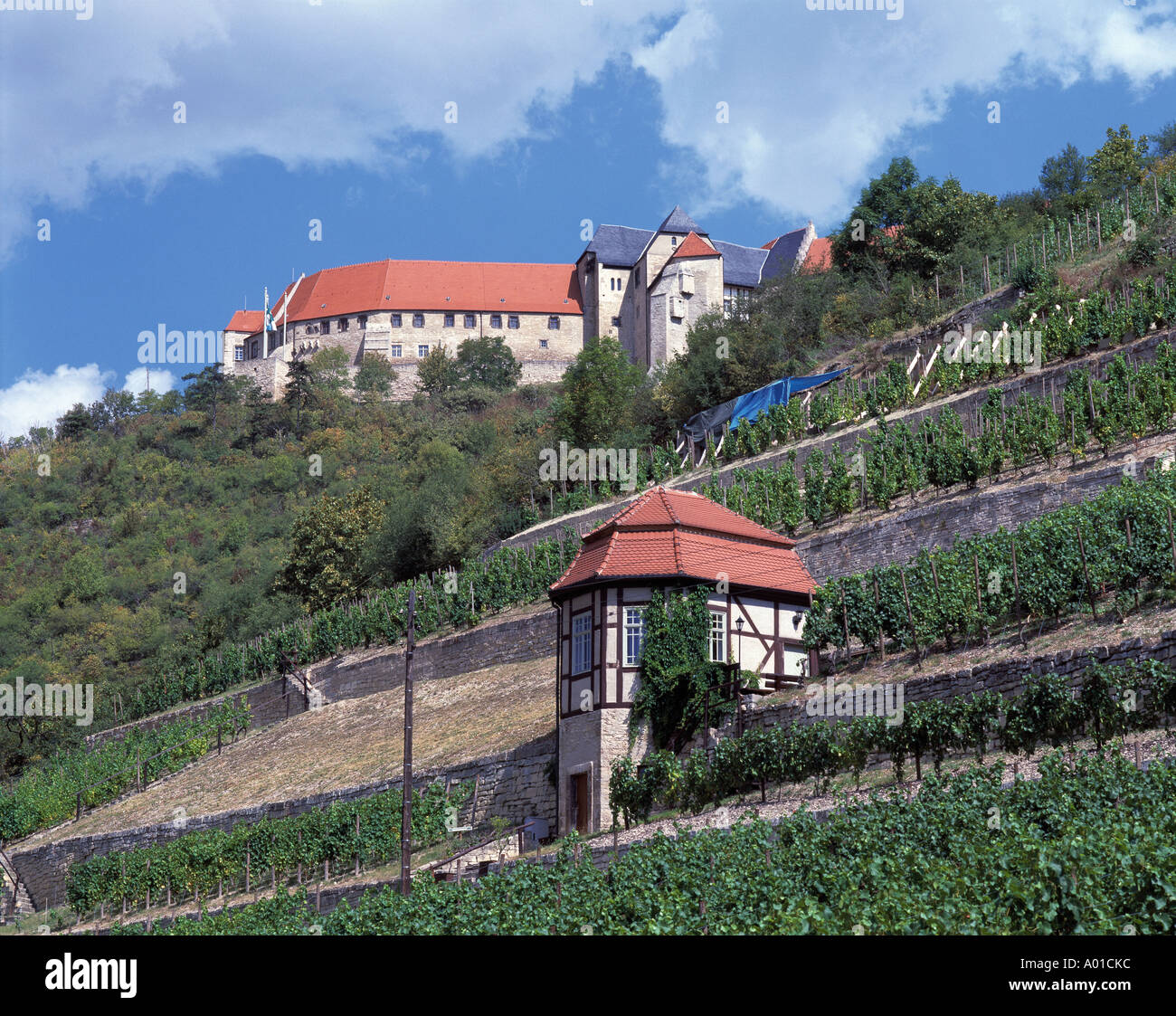 Schloss Neuenburg und Herzoglicher Weinberg in Freyburg, SachsenAnhalt