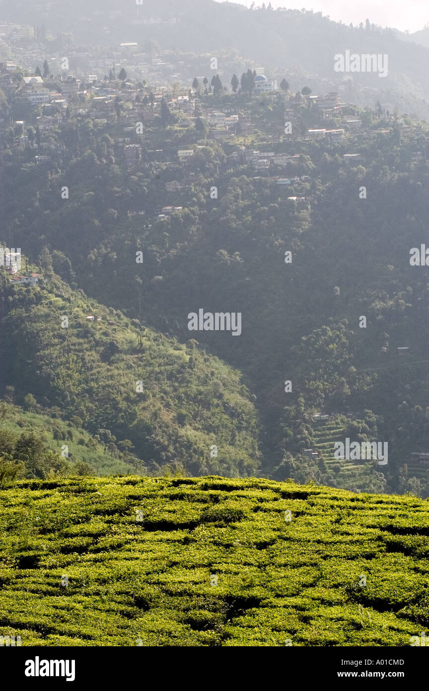Tea estate in Darjeeling West Bengal India Asia Stock Photo - Alamy