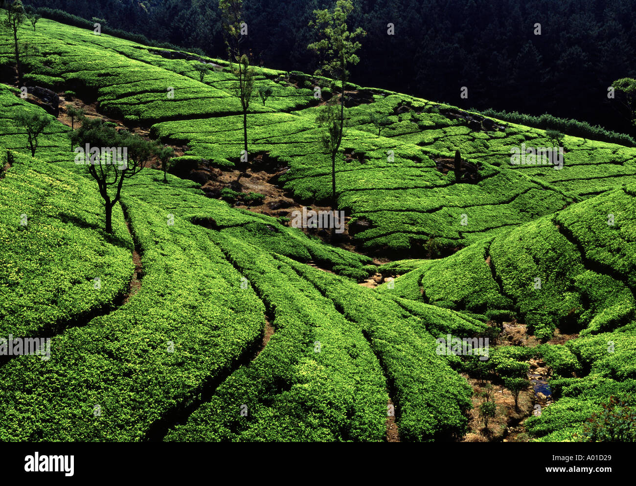 Sri Lanka, Nuwara Eliya, Ceylon tea plantation Stock Photo