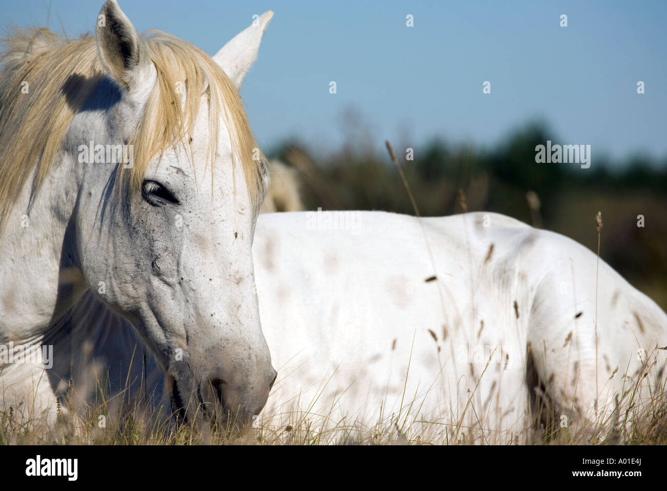 Early In The Morning In The Camargue Countryside Located In The