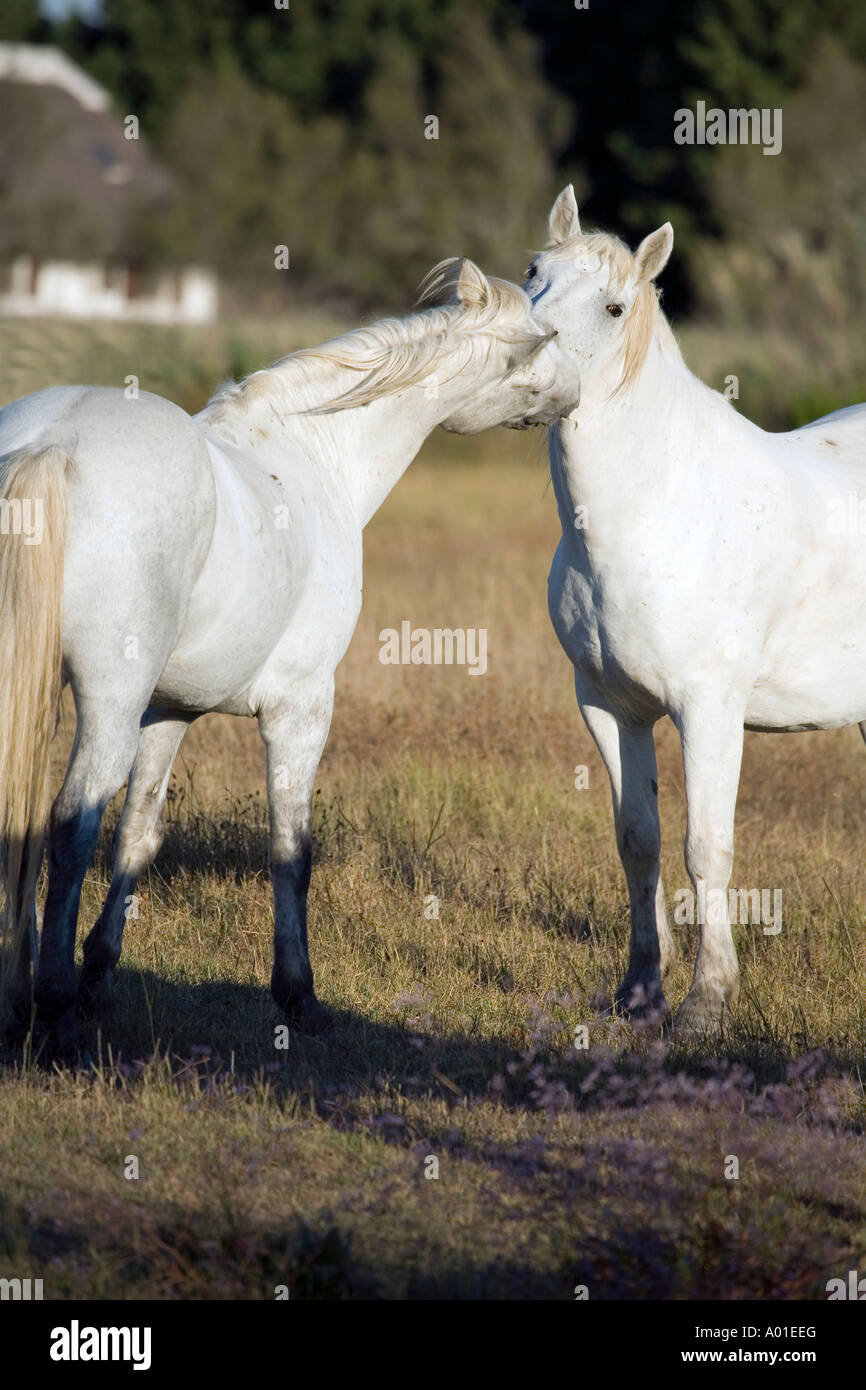 Early in the morning in the Camargue countryside located in the south of France Some white horse are living free and wild Stock Photo