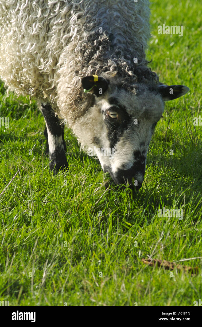 A single sheep in a field of green grazing grass, England, UK Stock ...