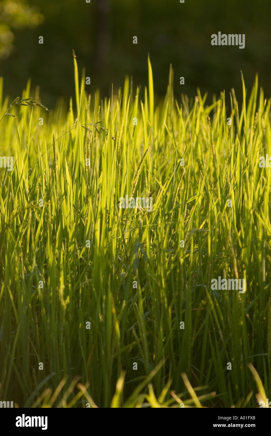 Rice paddy green fields in Kalimpong West Bengal India Stock Photo - Alamy