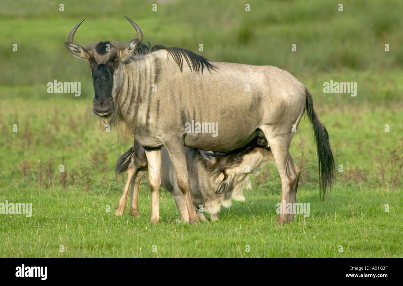 WILDEBEEST WITH CALF Connochaetes taurinus Stock Photo
