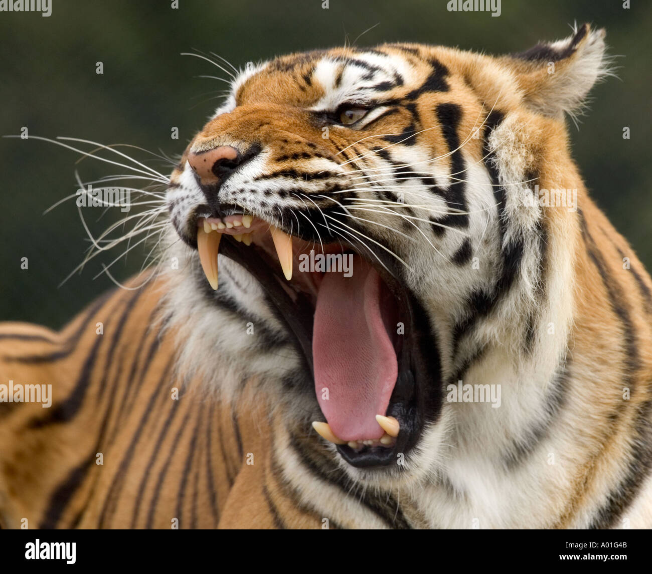 TIGER Panthera tigris Stock Photo - Alamy