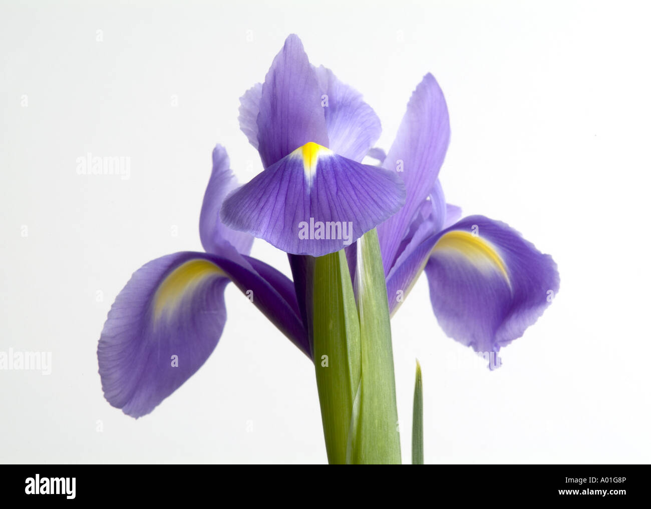 Closeup of blue iris flower. Stock Photo