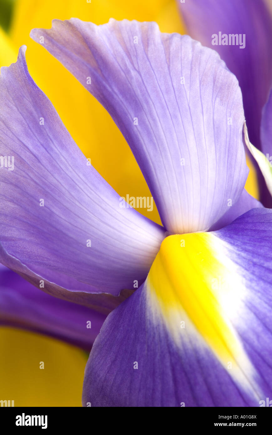 Blue violet iris flower Stock Photo