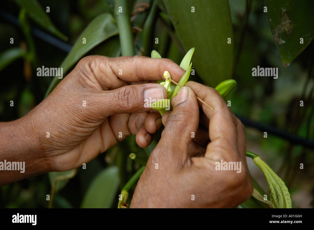 Manual pollination of Vanilla flowers / plants Stock Photo 9849472 Alamy