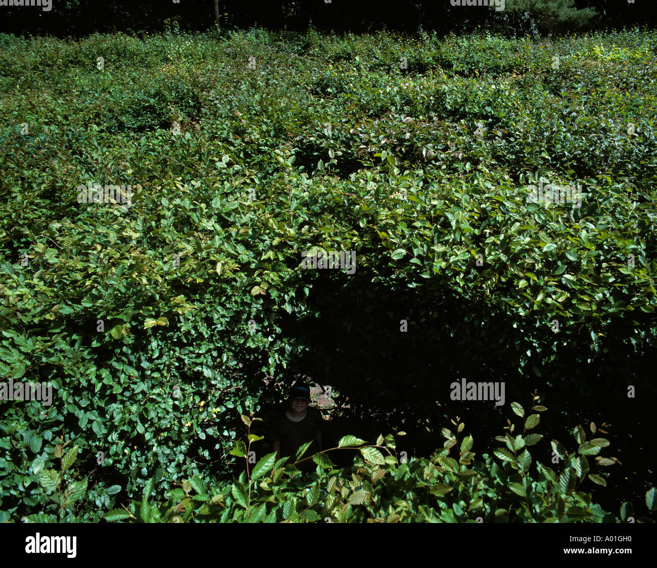 Irrgarten, Hecken-Labyrinth aus Hainbuchenhecken, Altjessnitz, Mulde, Sachsen-Anhalt Stock Photo