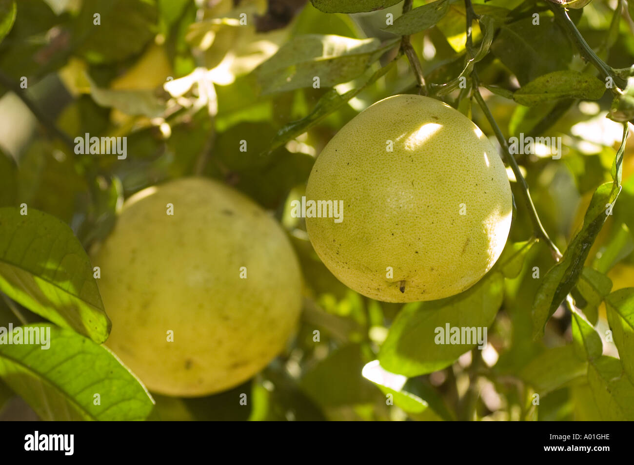Giant grapefruit fruits hanging on the branch in Darjeeling West Bengal
