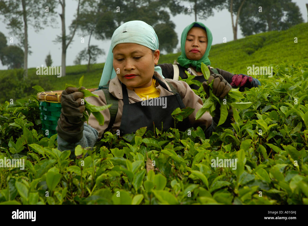 Women picking tea leaves on the tea plantation of Malabar in Java
