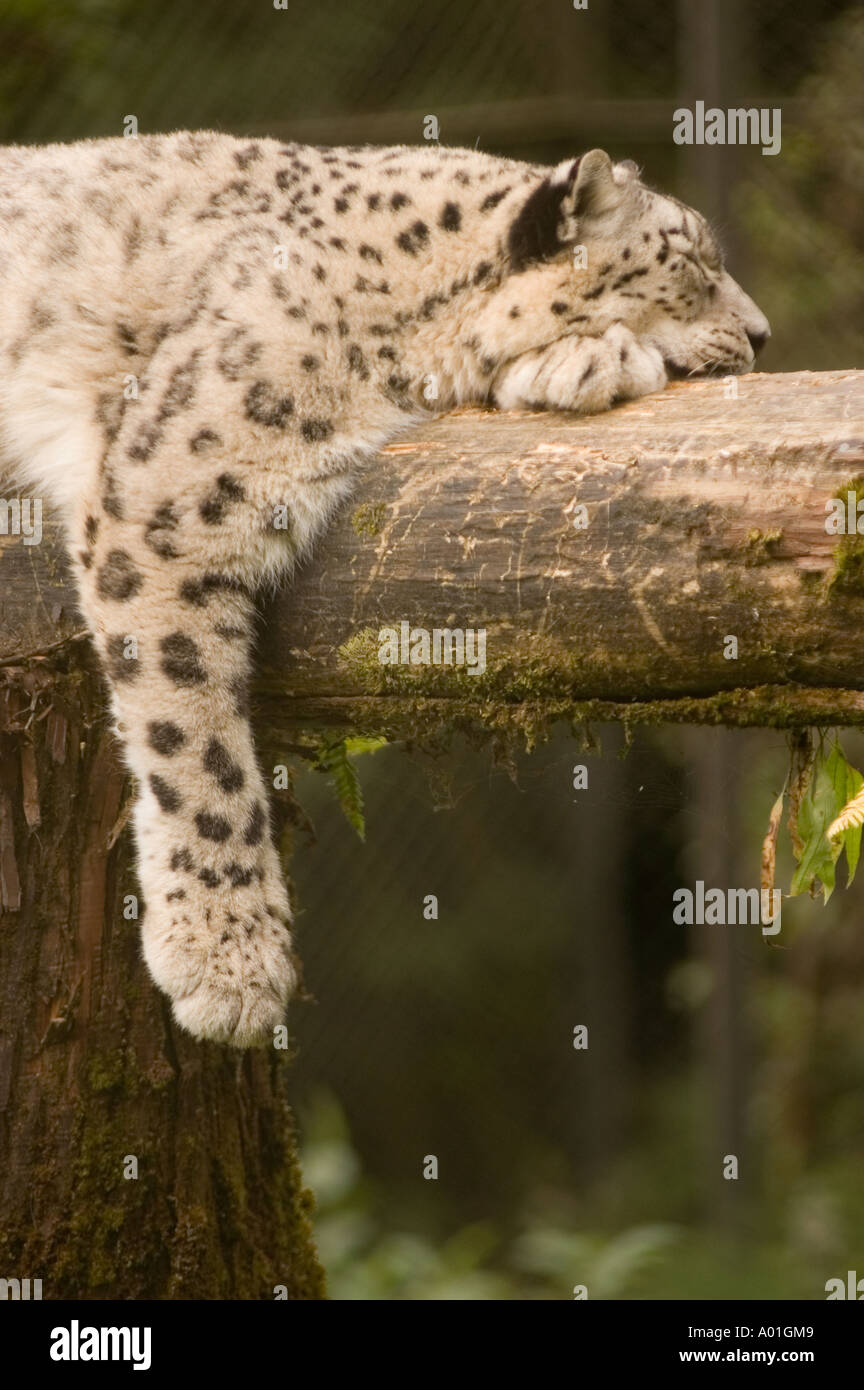Snow Leopard Panthera Unica  Stock Photo