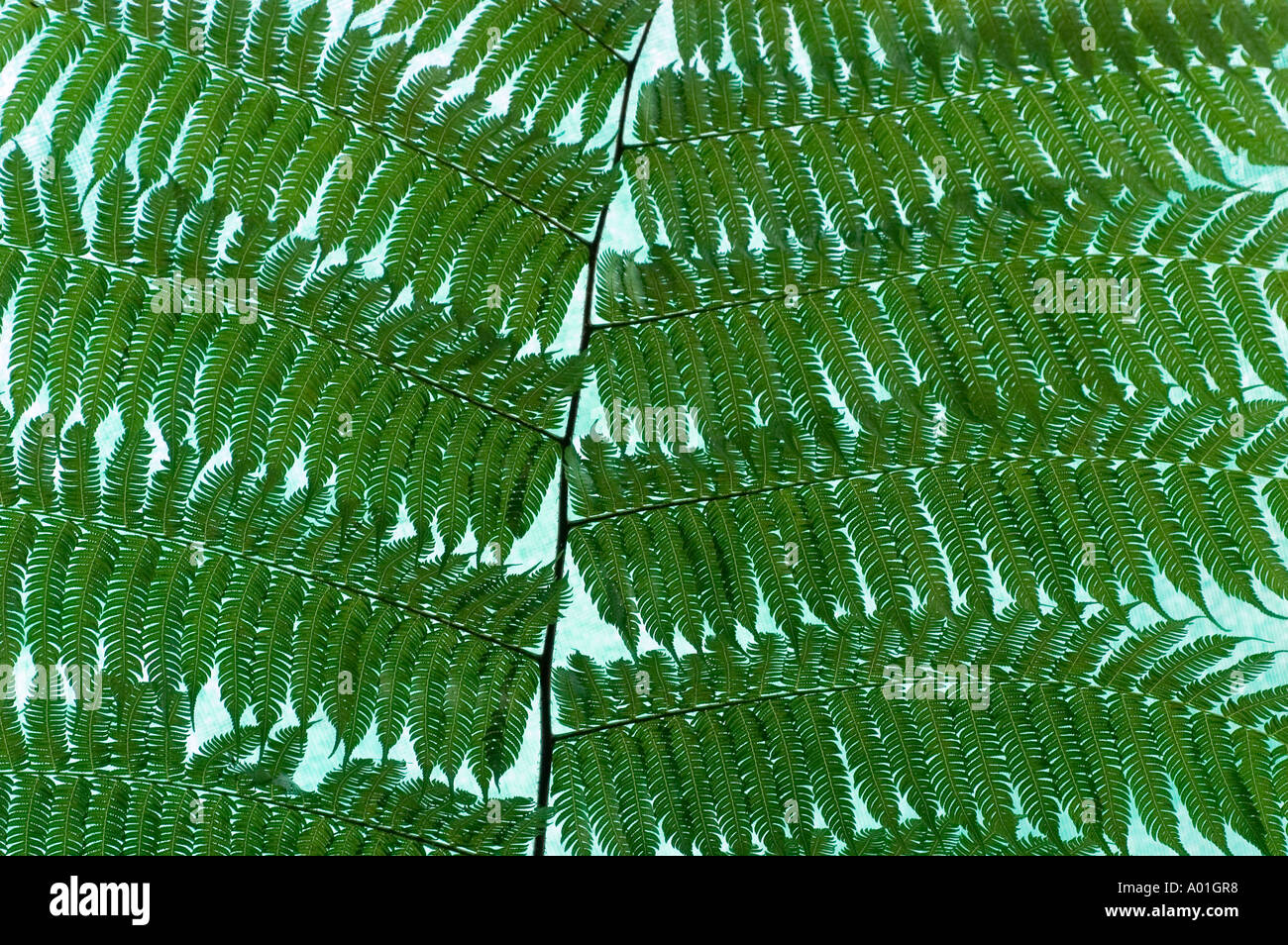 Intricate pattern hi-res stock photography and images - Alamy