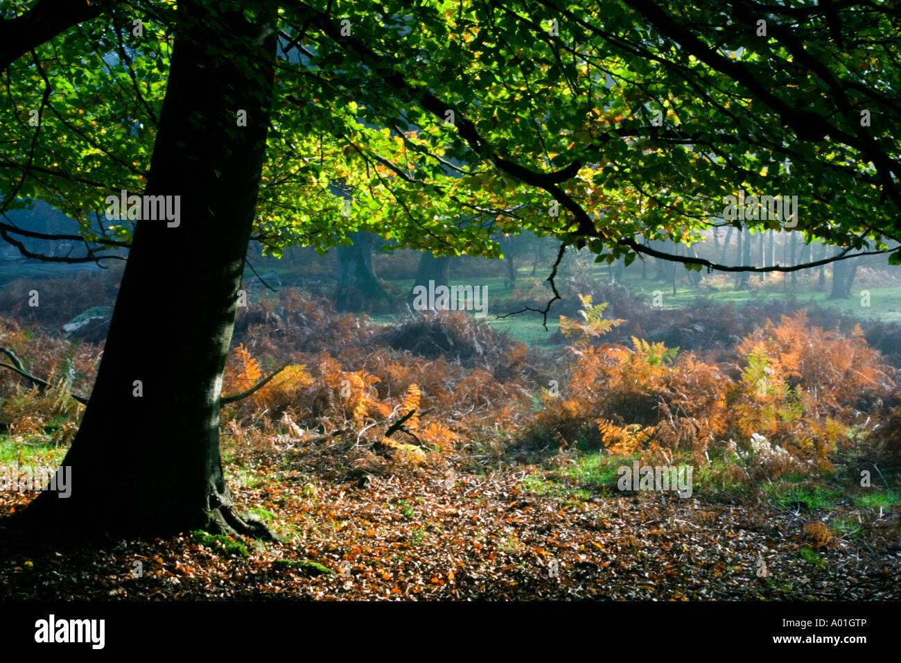 Woodland Scene In The New Forest National Park Hampshire Uk Stock Photo Alamy