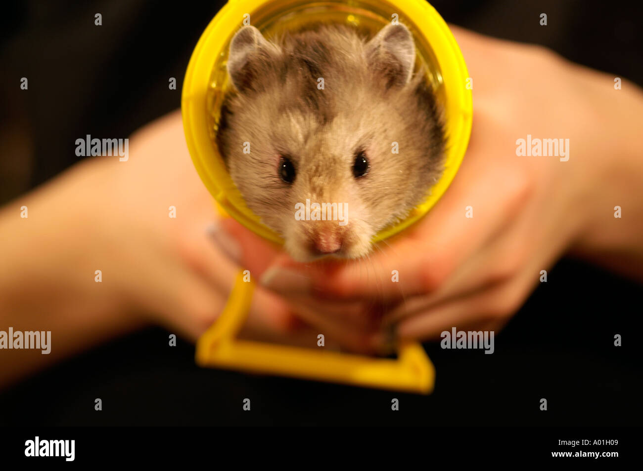 Female Syrian hamster in plastic tube being held in hands of 12 year old girl Stock Photo