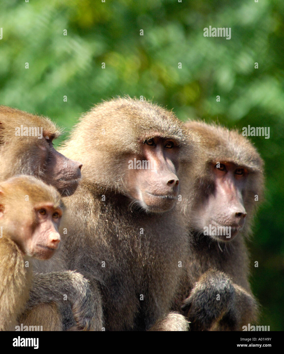 Intimate close up portrait of a group of Hamadryas Baboons Papio hamadryas with nicely blurred background of trees Stock Photo
