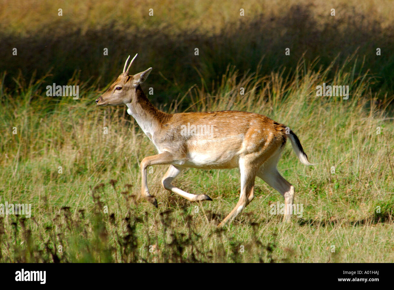 Young fallow deer buck Dama dama with small antlers running through short grass Stock Photo