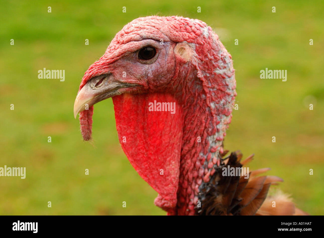 Very sharp and highly detailed close up head and neck portrait of a turkey Stock Photo