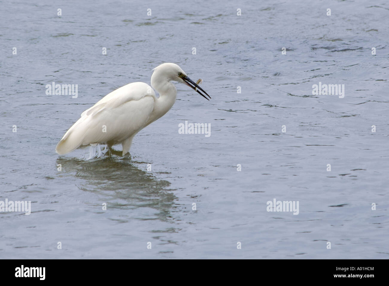 Little Egret Egretta garzetta in shallow water with a freshly caught fish in its mouth Stock Photo