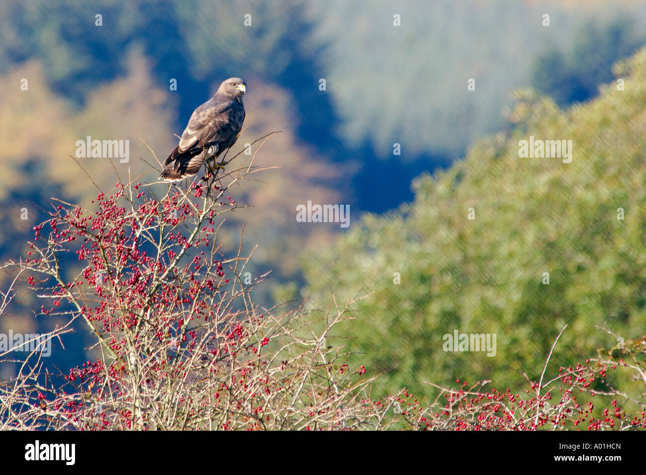 Buzzard Buteo buteo sitting on a tree laden with red berries on the look out for prey Stock Photo